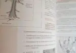Anatomía y fisiología humanas básicas para peluquería