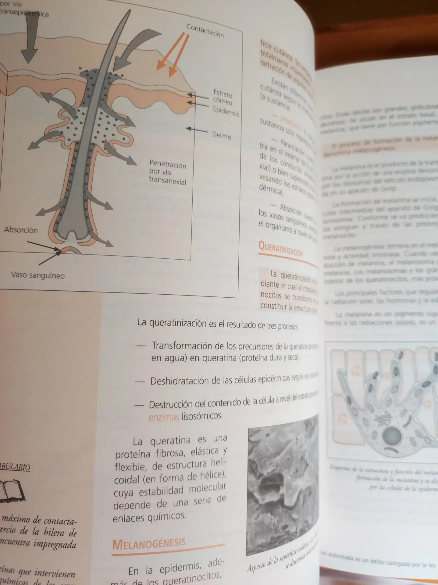 Anatomía y fisiología humanas básicas para peluquería