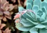 Busco Suculenta Echeveria Elegans o Imbricata