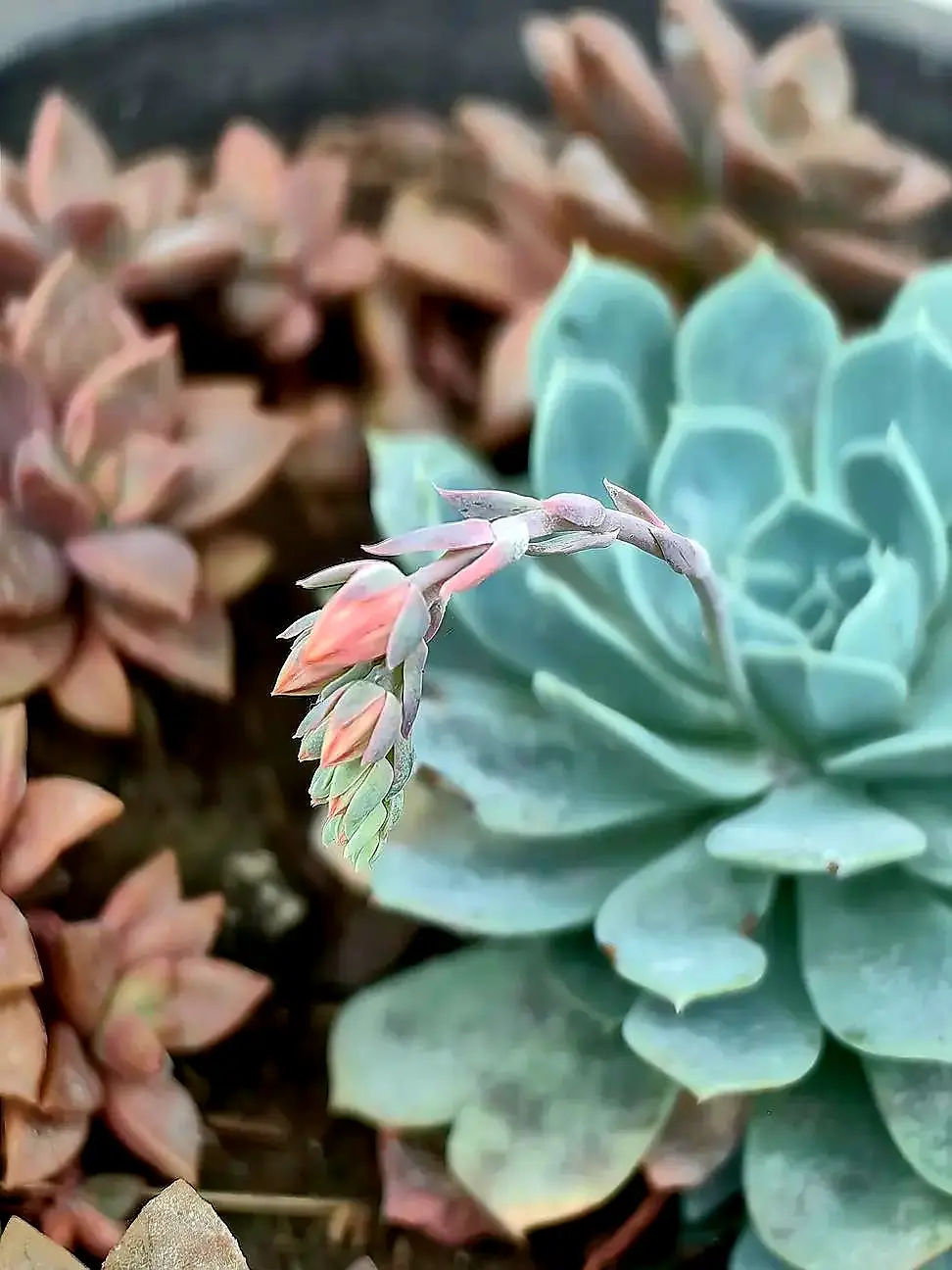 Busco Suculenta Echeveria Elegans o Imbricata