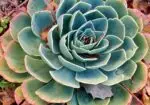 Busco Suculenta Echeveria Elegans o Imbricata