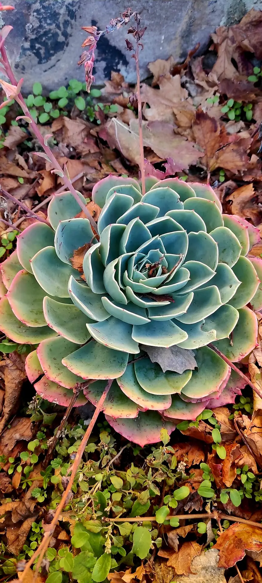Busco Suculenta Echeveria Elegans o Imbricata