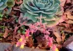 Busco Suculenta Echeveria Elegans o Imbricata