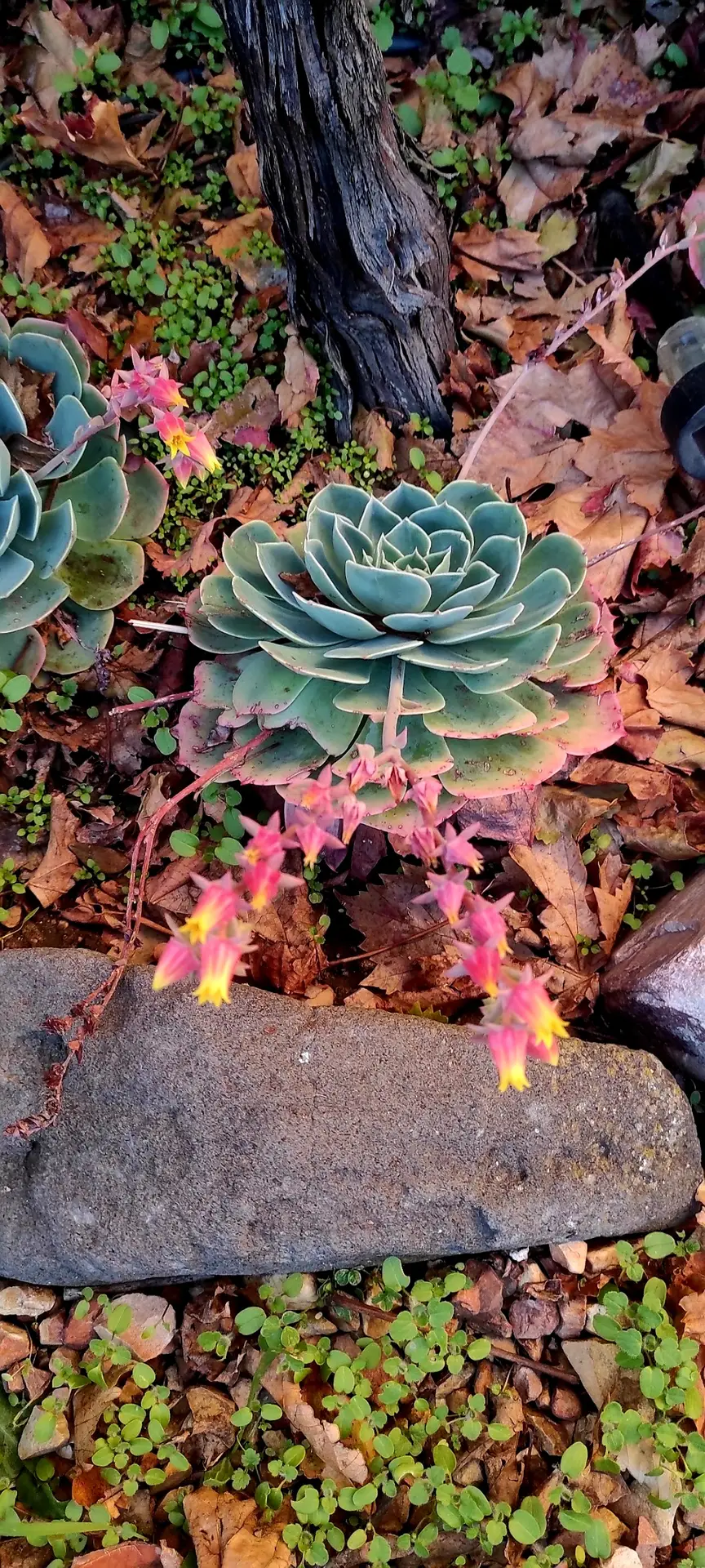 Busco Suculenta Echeveria Elegans o Imbricata