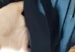 Bermudas
