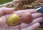 Conchas marinas estivales
