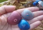 Conchas marinas estivales