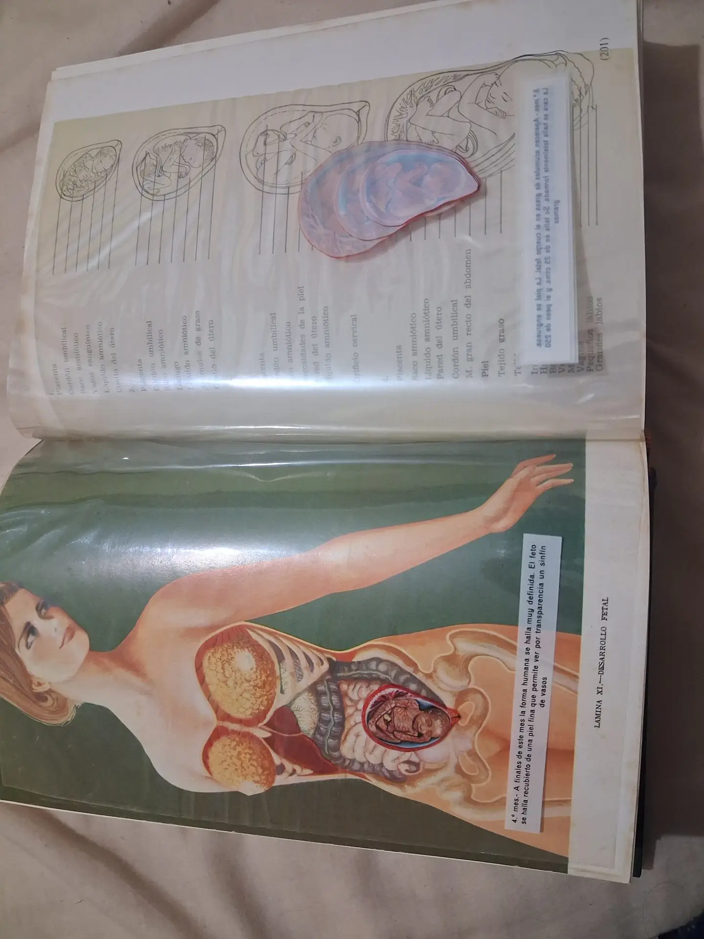 Libro maternidad » la madre y el niño»